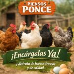 Tus gallinas en Sagunto. Piensos Ponce