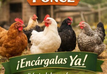 Encarga tus gallinas en Sagunto